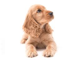 Helping you find the perfect puppy and ensuring they grow up happy and healthy. 1 Cocker Spaniel Puppies For Sale In Phoenix Az