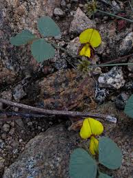 Image result for Rhynchosia luteola