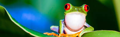 Twitter users from costa rica. Costa Rica Reisen Chamaleon