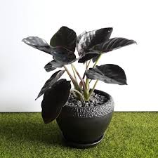 Alocasia Infernalis A K A Black Magic Is A Slow Grower With Dark Purple Black Leaves This Product Comes In Our Burnt Bonsai Seeds Plants Elephant Ear Flower