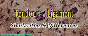 Closely look at the problem description and flow of events of each use case to identify classes 2. Difference Between Tendon And Ligament Easy Biology Class