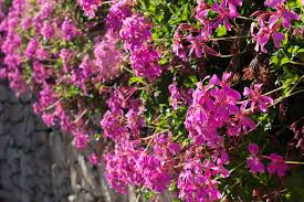 Check spelling or type a new query. Hoe Je Pelargoniums Laat Overwinteren Groenvandaag