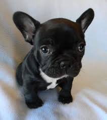 Black And White Frenchie Dog Batpig Me Tumble It Roux Is One Cute Little Bobble Head French Bulldog Puppies Cute Baby Animals Bulldog Puppies