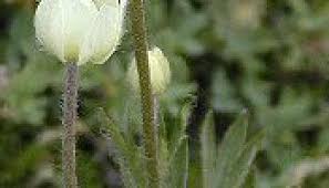 Image result for Vepris drummondii