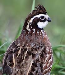 Bobwhite Quail Game Birds Quail Quail Hunting