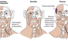 Uniquely Human Muscles Have Been Discovered In Apes Toon physics hangs a lampshade on those tropes, by explicitly and consistently pointing out how creatures of ink and paint. uniquely human muscles have been
