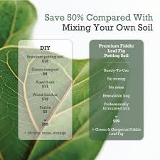 Fiddle leaf fig (ficus lyrata) is easy to grow in a light, airy soil mixture made up of equal amounts of potting mix, vermiculite, and perlite. Pin On Gardening Ideas