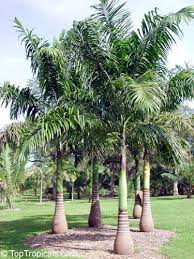 Image result for Roystonea oleracea