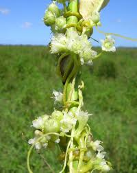 Image result for Cuscuta australis