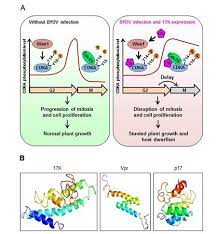 We did not find results for: Virus Protein Discovery Reveals New Plant Animal Class Of Cell Division Disruptors