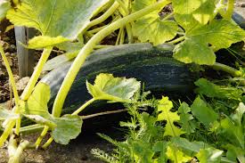 Summer vegetables require warm soil and high temperatures to prosper and ripen. Summer Vegetable Garden Getting Started In June Norfolk Botanical Garden