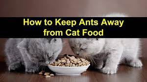 Title Img For How To Keep Ants Away From Cat Food Post Cat Food Food Animals Cats