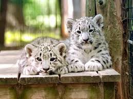 Go Wild For America S Top 10 Zoos Cape May Zoo Cape May County San Diego Safari Park