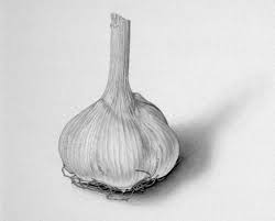Elephant Garlic Pencil Drawings Still Life Drawing Object Drawing