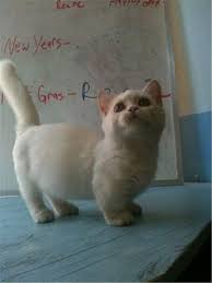 19 Munchkin Cat Pictures Munchkin Cat Munchkin Kitten Cute Cats