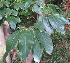 Image result for Diospyros sp. no. 1 sensu FZ