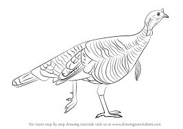 Learn How To Draw A Wild Turkey Birds Step By Step Drawing Tutorials Turkey Art Turkey Drawing Wild Turkey