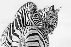 Zebras Two Fine Art Black White Wildlife Photographer Anette Mossbacher Black And White Animal Photography Zebras Animal Photography