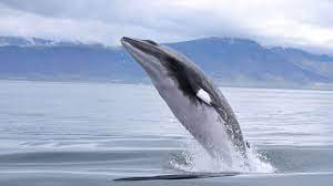 The minke whale (balaenoptera acutorostrata, balaenoptera bonaerensis). Iceland Ends Its Minke Whale Hunt Ecowatch
