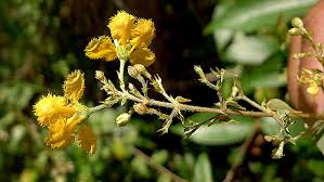 Image result for Janusia