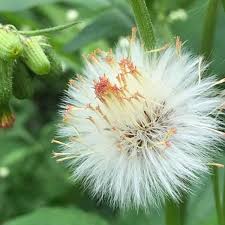 Image result for Crassocephalum paludum