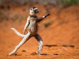 These Photos Are Basically The Animal Kingdom S Blooper Reel Funny Wild Animals Funny Animal Photos Comedy Wildlife Photography