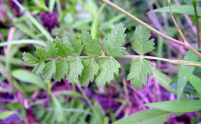 Image result for Galiniera saxifraga