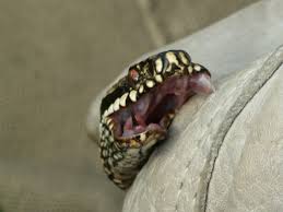 En hoggorm føder mellom én og 20 unger, annen hvert år. Male Hoggorm Common European Adder Vipera Berus Leaving A Venom Stain On The Glove It S Biting Natureisfuckinglit