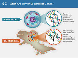 Each type is likely to start growing in particular part of the lungs. What Is Cancer National Cancer Institute