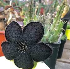 Image result for Tridentea marientalensis