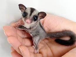 can you have a sugar glider as a pet super cute animals cute animal videos animals beautiful