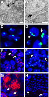 Image result for Spermacoce huillensis