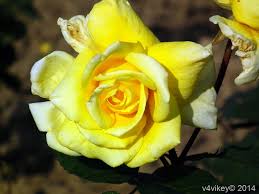 We did not find results for: Different Type Of Rose Flowers In Different Colors 1024x768 Download Hd Wallpaper Wallpapertip