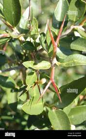 Image result for Carissa tetramera