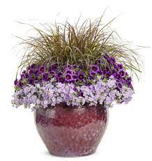 We did not find results for: Silent Movie Proven Winners In 2020 Container Gardening Proven Winners Flowers Container Gardening Vegetables