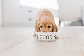 Wet dog food takes less time to digest than dry dog foods. The Very Best Diet For Dogs According To Vets 2021 Reader S Digest