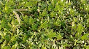 Image result for Enydra