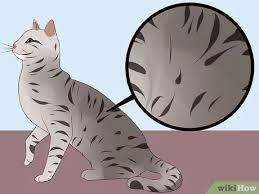 Cari dan pesan tiket pesawat lebih dari 500 maskapai penerbangan termasuk maskapai penerbangan indonesia dengan harga yang murah. How To Identify An Egyptian Mau 10 Steps With Pictures