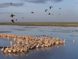 Image result for Gyrodoma hispida