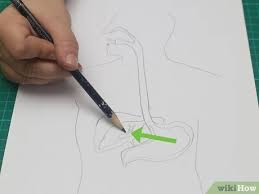 How To Draw A Model Of The Digestive System 15 Steps Everyone learns to draw at school, but learns «inability to draw». to draw a model of the digestive system