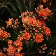Certi Kalanchoe Taranta Orange Oranje Kamerplant Kleine Plantjes Planten Kopen Bloeiende Kamerplant Bloemen Planten Bloeiende Planten Orchideeen Planten