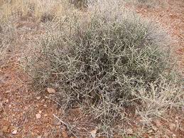 Image result for Menodora