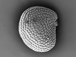 Image result for Sclerodactylon macrostachyum