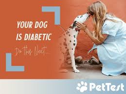 Dogs with diabetes need to be treated on a strict schedule and, in most cases, for the rest of their life. Your Dog Has Diabetes Here Are The Next Steps