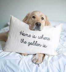 Our adoption and foster policies; Here Are 10 Holiday Gift Ideas That Will Have Golden Retriever Lovers Wagging Their Tails In Celebration Retriever Puppy Retriever Golden Retriever