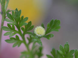 Image result for Cotula australis