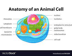 Anatomy of animal cell and its function. 11 Animal Cell Ideas Animal Cell Cells Project Animal Cell Project
