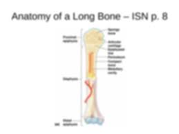 Bone is found in the shafts of long bone and consists of various cylindrical units named as haversian system 47. Figure 52a Anatomy Of A Long Bone Diagram And Analysis Questions Isn P 8 Draw A Course Hero