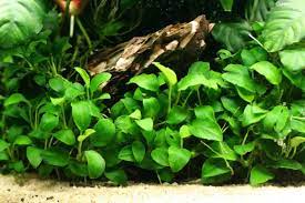 Anubias Nana Petite Planted Aquarium Fish Plants Freshwater Plants