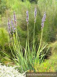 Image result for Aristea angolensis